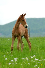 Fototapeta premium Fohlen