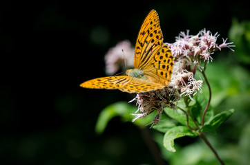 Orange butterfly on a flower, silver-washed fritillary (argynnis paphia) of the nymphalidae family