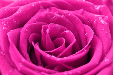 Fototapeta premium close-up image of pink rose