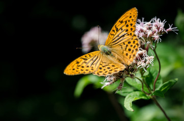 Orange butterfly on a flower, silver-washed fritillary (argynnis paphia) of the nymphalidae family