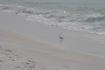 Bird on the Beach