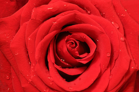 close-up image of red rose