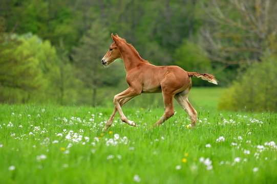 Fohlen