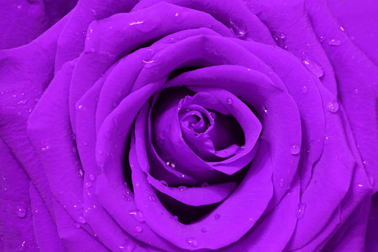 close-up image of purple rose