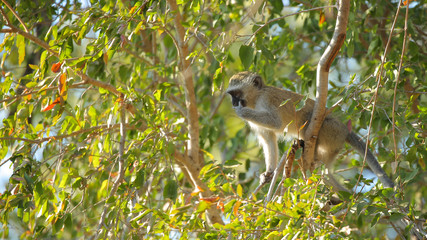Vervet Monkey, Kruger National Park, Southafrica