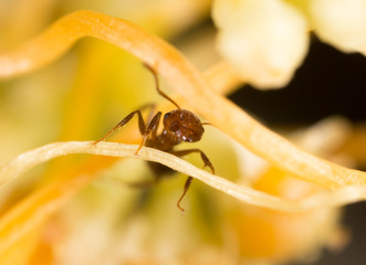 ant in nature. macro