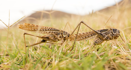 grasshopper in nature. macro