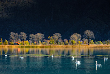 Cigni  - lago di Como - Italy