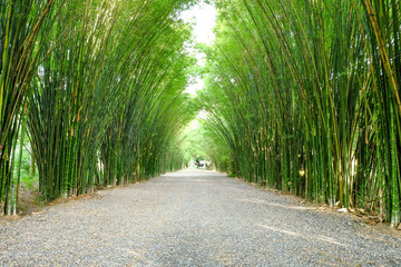 Arbor bamboo forest that occurs naturally in Chulabhorn wanaram Temple, Nakhon Nayok province and the length of several meters