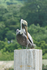 Quiet brown pelican