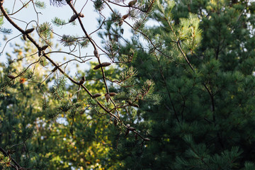 Nature close-up of branch with pine cones