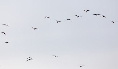 a flock of seagulls in the sky at sunset