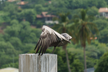 American pelican rests on post in Nicaragua