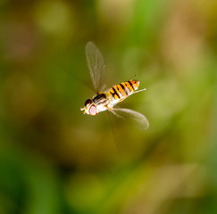fly in flight in nature. macro