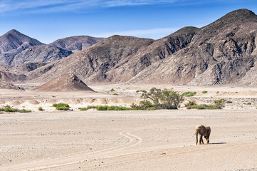 Fototapeta na wymiar Desert elephant walking in the dried up Hoanib river in Namibia. Desert elephants are african bush elephants that have made their homes in the Namib deserts. Are solitary and roam over large areas