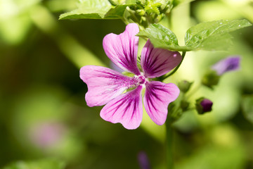 beautiful purple flower in nature