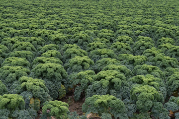 Feld mit reifem Grünkohl kurz vor der Ernte