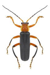 Beetle Cantharis lateralis on a white background