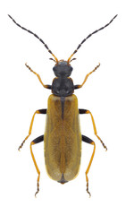 Beetle Rhagonycha femoralis on a white background
