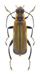 Beetle Cantharis dicipiens on a white background
