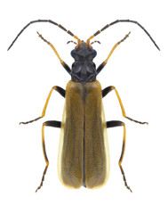 Beetle Rhagonycha femoralis on a white background