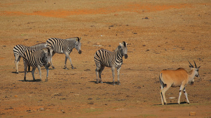 Fototapeta na wymiar Antelope and Zebras
