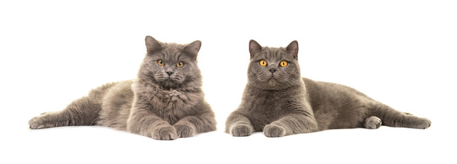 British short haired and british long haired cat both lying down facing the camera isolated on a white background