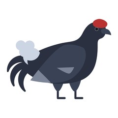 Wild pheasant pheasan