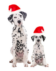 Two cute dalmatian dogs one adult and one puppy sitting and facing the camera isolated on a white camera both wearing santa's hat - obrazy, fototapety, plakaty