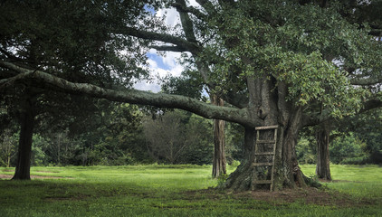 Large tree with ladder serene scene © rtsimages