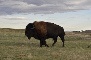 buffalo