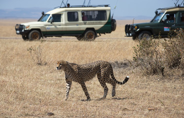 Jeep safari in Masai mara National Park Kenia