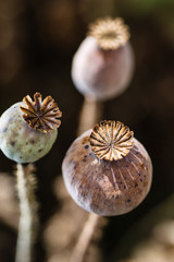 group of poppy heads on field, papaver somniferum capsules, macro photography