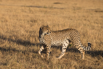 Fototapeta na wymiar Cheetah in Masa Mara National Park in mrning light