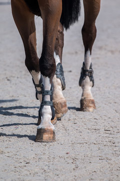 Horse Legs On Dirt