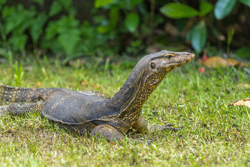 Wild Lizard in Thailand