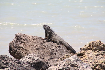 Reptil auf Fels