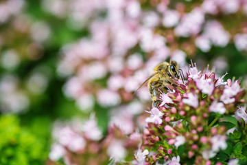 honey Bee perched on a flower collecting pollen, macro bee on flower
