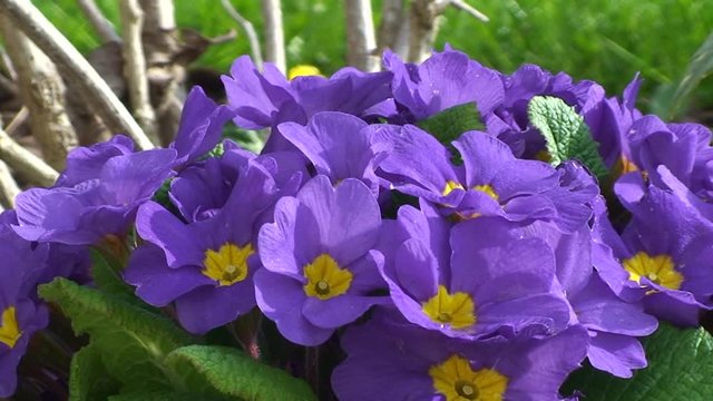 Violette Primeln bewegen sich im Wind