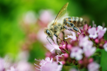 honey Bee perched on a flower collecting pollen, macro bee on flower