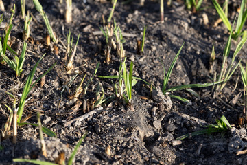 green shoots after a fire