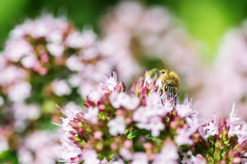 honey Bee perched on a flower collecting pollen, macro bee on flower
