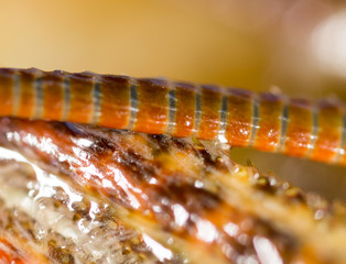 Crayfish, mustache, close-up