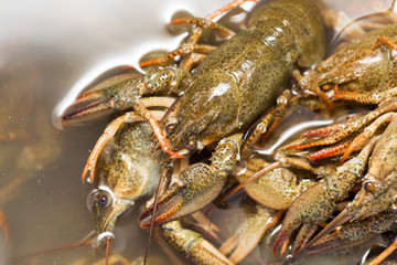 Live crayfish in the water as a background