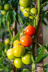 Ripe garden tomatoes ,Green tomatoes in the garden, fresh tomatoes