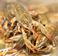Live crayfish in the water as a background