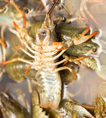 Live crayfish in the water as a background