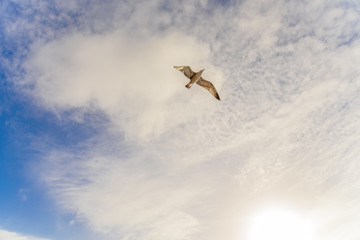 Möwe fliegt  - Blauer Himmel mit Wolken