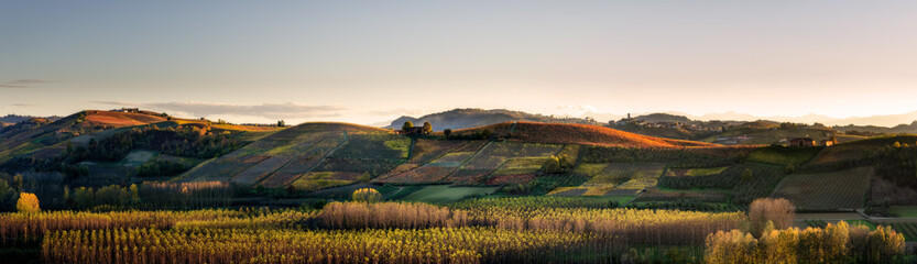 Fototapeta premium Vineyard of Langhe, in Piedmont, during harvest period in autumn