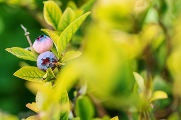blueberries on a branch in garden, summer healthy fruit with leaves